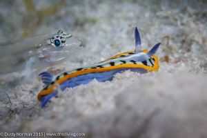 "Buddy Check"
A Purple Crowned Sea Goddess and a Sand Go... by Dusty Norman 